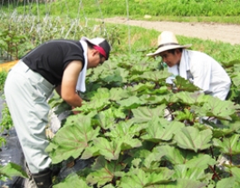 就労継続・移行